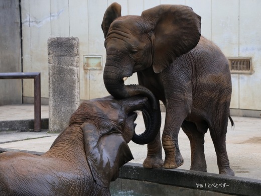 プールで遊ぶアフリカゾウの姉妹@愛媛県立とべ動物園