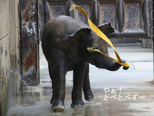 多摩動物公園アフリカゾウの砥夢くんの妹の砥愛ちゃん