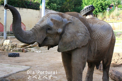 とべ動物園アフリカゾウのブログ:やぁ!とべとべずー