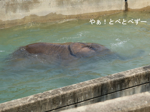 とべ動物園ブログ:やぁ!とべとべずー