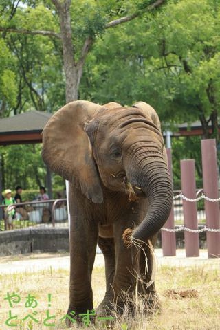 アフリカゾウ、アジアゾウ大好きブログ：やぁ！とべとべずー