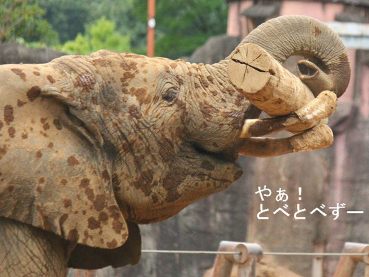 多摩動物公園アフリカゾウのブログ:やぁ!とべとべずー
