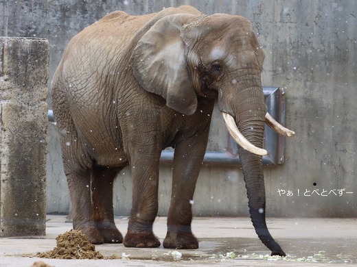 アフリカゾウ、アジアゾウ大好きブログ：やぁ！とべとべずー