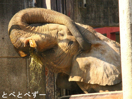 ポルトガルも大好き:Ola! Portugal与茂駄とれしゅ