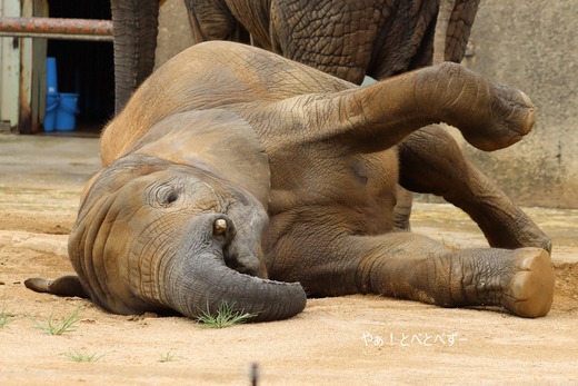 とべ動物園アフリカゾウ：砥愛ちゃん（メス、８歳）