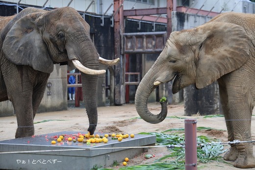 アフリカゾウの好物：果物（スイカ、バナナ、ブドウ）