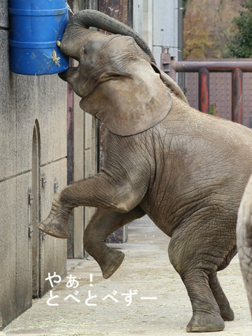 アフリカゾウの採食エンリッチメント：愛媛県立とべ動物園