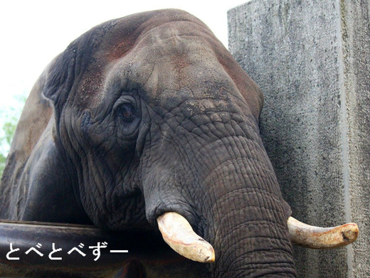 とべ動物園アフリカゾウのブログ：やぁ！とべとべずー