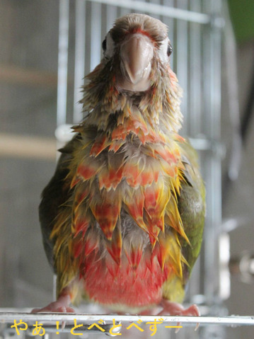 ウロコインコ：もみじさん