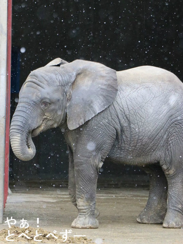 多摩動物公園アフリカゾウの砥夢くんの妹の砥愛ちゃん