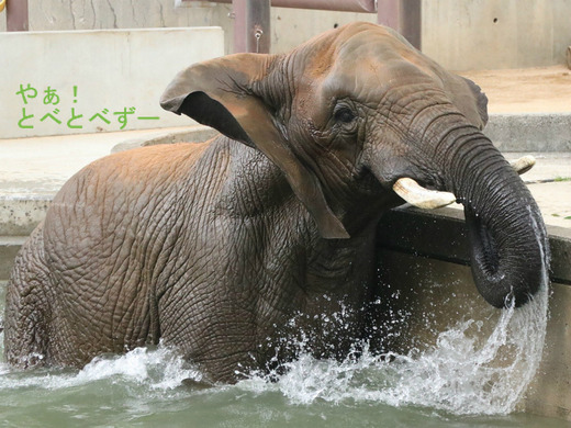 とべ動物園アフリカゾウ：アフ、リカ、媛、砥夢、砥愛