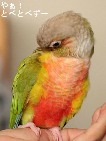 ウロコインコとゾウのブログ：やぁ！とべとべずー