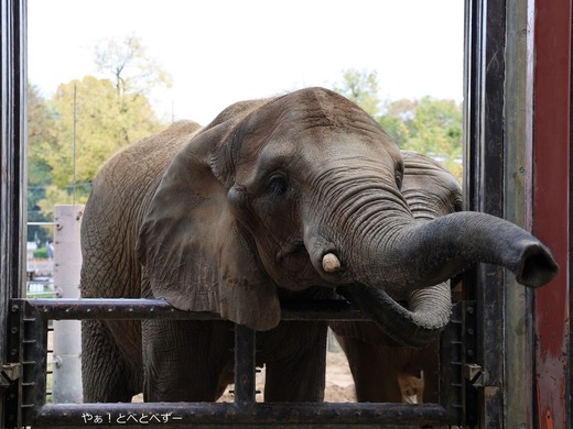 とべ動物園アフリカゾウ：アフ、リカ、媛、砥夢、砥愛
