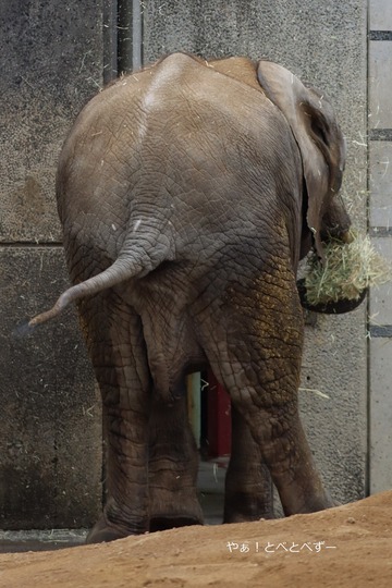 アフリカゾウのお転婆娘:砥愛ちゃん(愛媛とべ動物園)