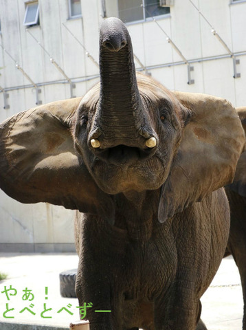 とべ動物園ブログ:媛、砥愛、ピース、柑太郎、砥々丸