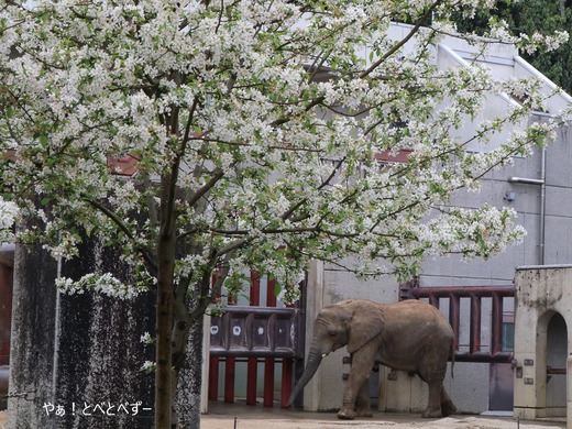 とべ動物園ブログ:やぁ!とべとべずー