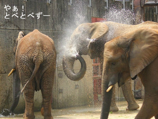 アフ父さんとの同居訓練の様子