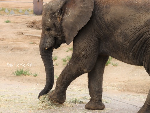 日本で唯一アフリカゾウの子象が見らえる愛媛とべ動物園