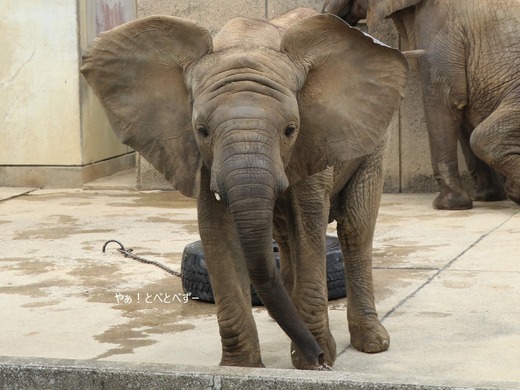 とべ動物園アフリカゾウのブログ:やぁ!とべとべずー