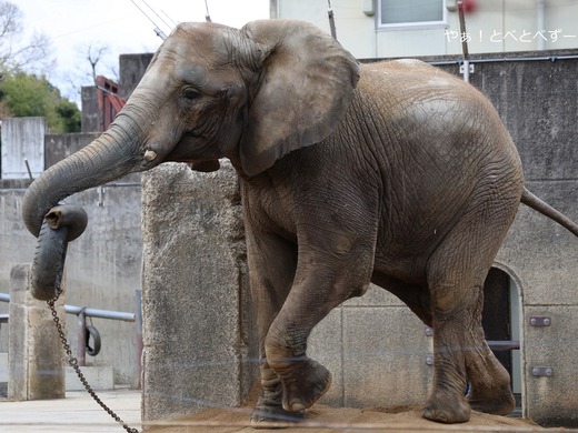 アフリカゾウ大好きブログ：やぁ！とべとべずー