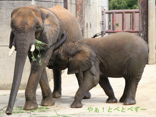 授乳中のアフリカゾウの親子