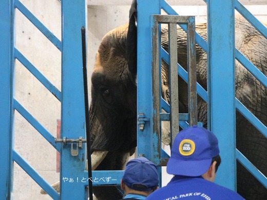 日本で唯一血縁関係のあるアフリカゾウの親子が暮らす愛媛とべ動物園