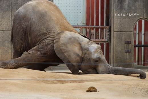 とべ動物園アフリカゾウ：砥愛ちゃん（メス、１１歳）