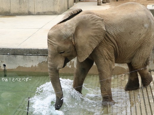 とべ動物園アフリカゾウのブログ：やぁ！とべとべずー