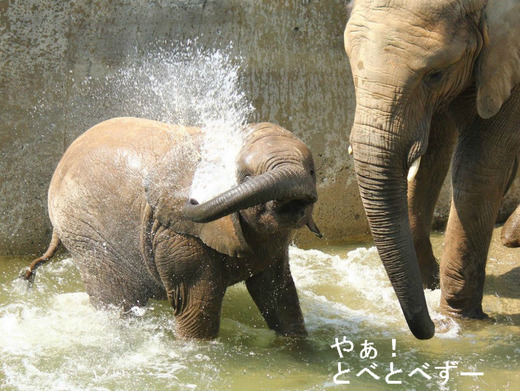 とべ動物園のブログ：アフリカゾウ、ピース、ライオンの赤ちゃん