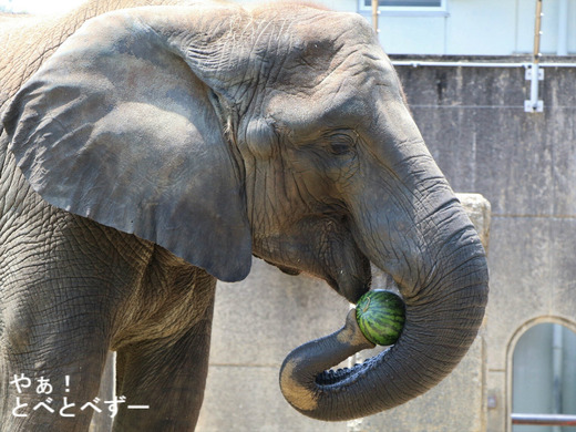 スイカが大好きなアフリカゾウの媛ちゃん(とべ動物園)