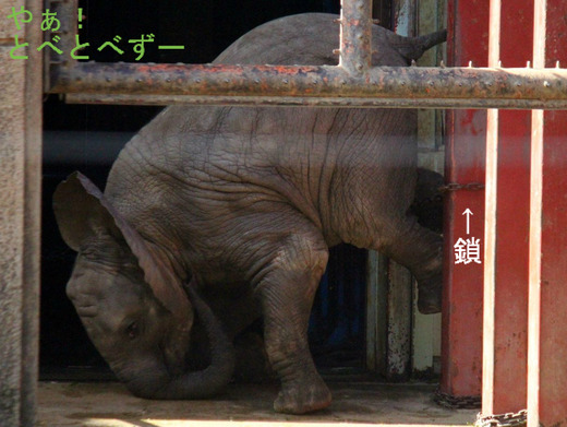 とべ動物園のアフリカゾウの子象：砥愛（とあ）ちゃん