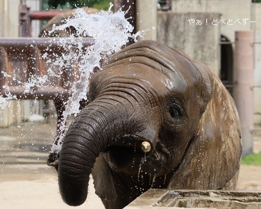 とべ動物園アフリカゾウ:砥愛ちゃん(メス、11歳)