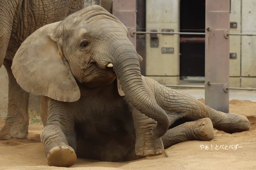 とべ動物園アフリカゾウのブログ：やぁ！とべとべずー