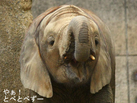 とべ動物園アフリカゾウ:砥愛ちゃん(メス、2歳)
