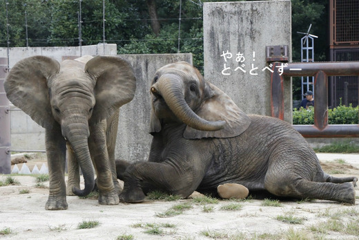 とべ動物園ブログ:ゾウ、ホッキョクグマ、レッサーパンダ、ライオン