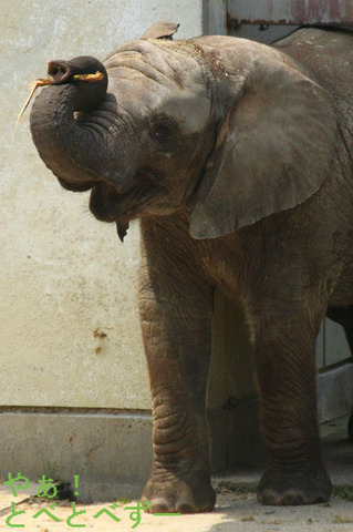 とべ動物園アフリカゾウのブログ:やぁ!とべとべずー