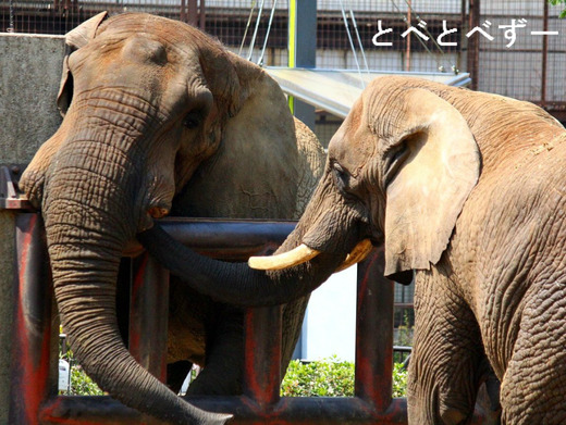 とべ動物園アフリカゾウのブログ：やぁ！とべとべずー