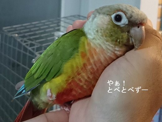 人懐こい中形インコ、ウロコインコ