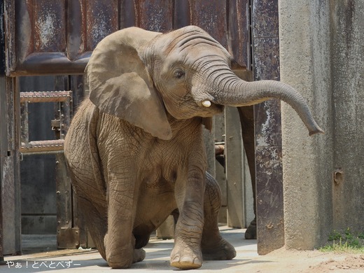 日本で最年少のアフリカゾウの子ゾウの砥愛（１２歳、メス）