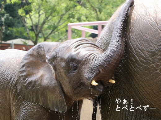 とべ動物園ブログ:やぁ!とべとべずー