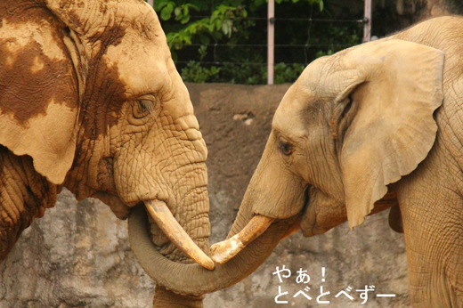 多摩動物公園アフリカゾウ:チーキ(メス、39歳)