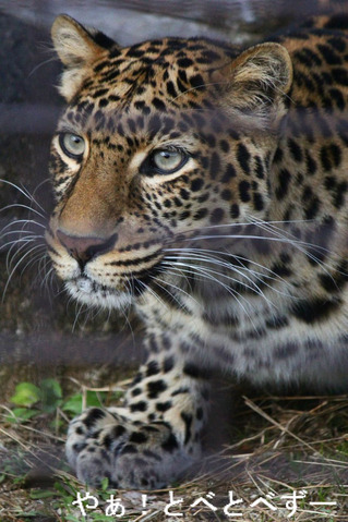とべ動物園：ヒョウのサリー