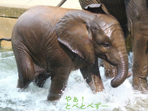 とべ動物園アフリカゾウ：子象の砥愛ちゃん（メス、２歳）