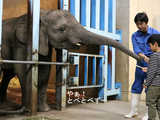 とべ動物園夜の動物園のサプライズイベント:ゾウ舎にご招待