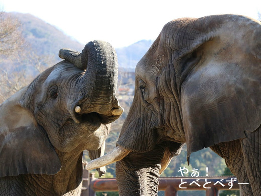 とべ動物園アフリカゾウのブログ:やぁ!とべとべずー