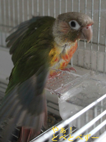 ウロコインコ（パイナップル）の飼い方