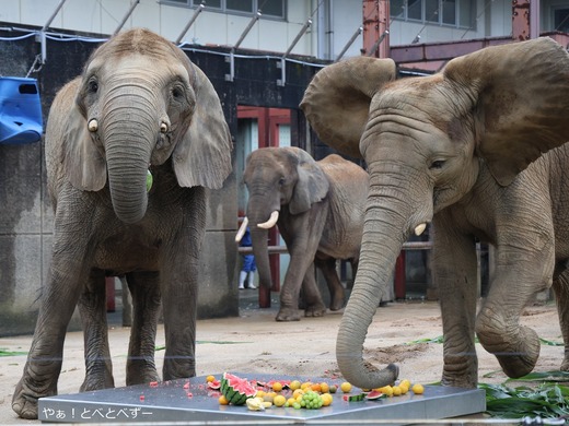媛ちゃんの１９歳のお誕生会の様子＠やぁ！とべとべずー