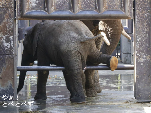 アフリカゾウの子象の足の裏