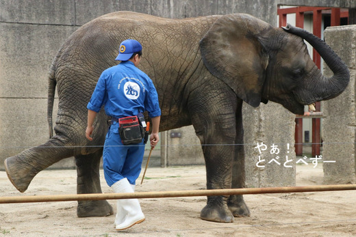 新人ゾウキーパー奮闘記：愛媛県立とべ動物園