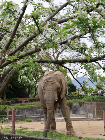 とべ動物園アフリカゾウ：砥愛ちゃん（メス、１２歳）